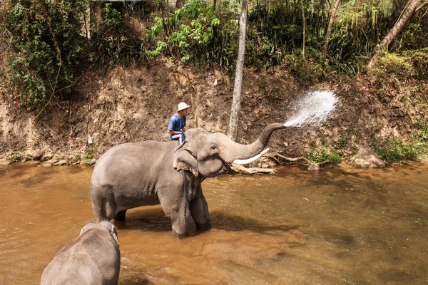 Elephants show daily activities