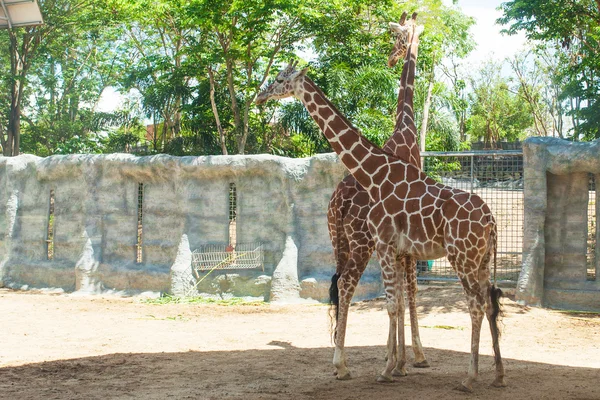 Giraffes in the zoo giraffes wildlife animals together