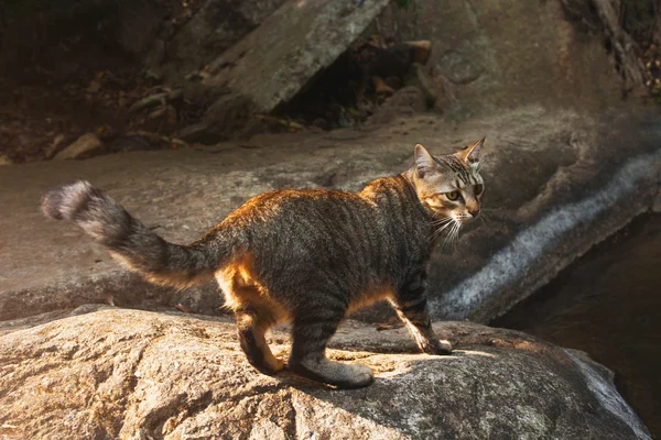 Side view of a Cat walking on stone near the river
