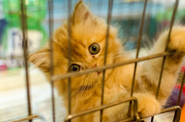 Homeless animals. Kitten looking out from behind the bars of his