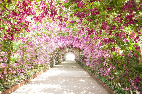 Footpath in a botanical garden with orchids lining the path