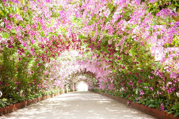 Footpath in a botanical garden with orchids lining the path