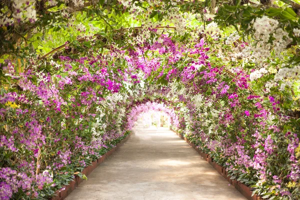Footpath in a botanical garden with orchids lining the path