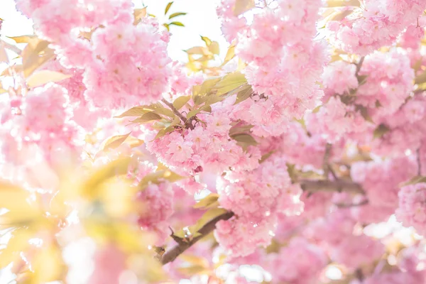 Cherry blossom in april