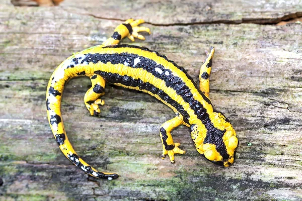 Fire salamander with poison (Salamandra salamandra)