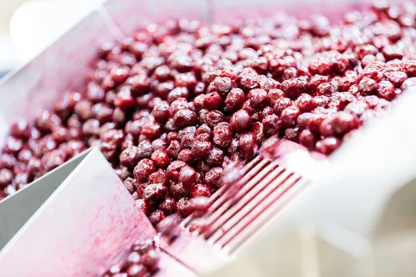Sour cherries in processing machines