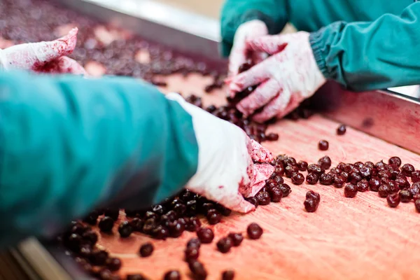 Sour cherries in processing machines