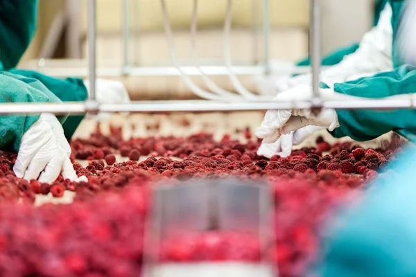 Frozen raspberry processing business