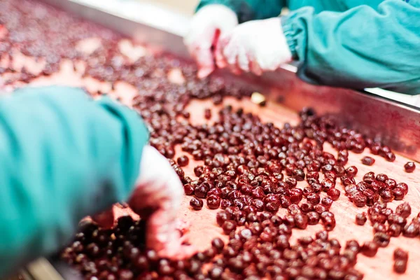 Sour cherries in processing machines