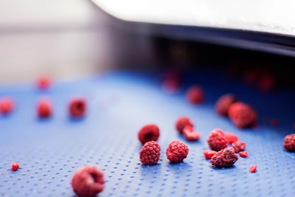 Frozen raspberry processing business