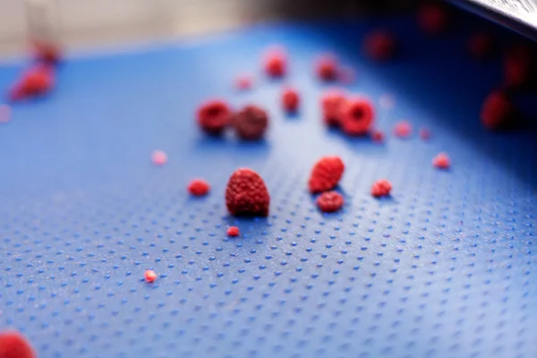 Frozen raspberry processing business