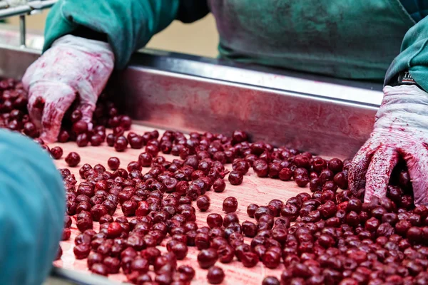 Sour cherries in processing machines