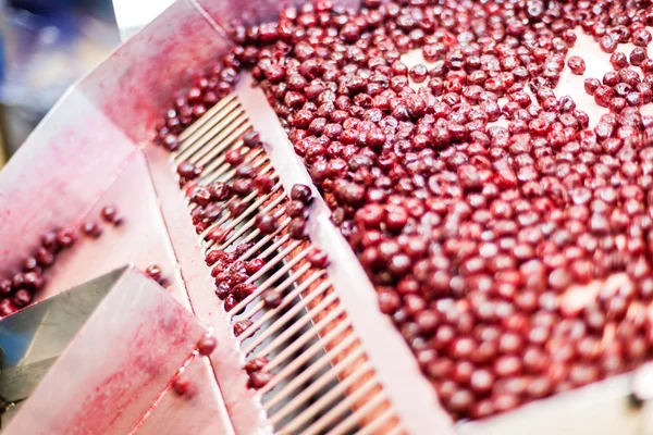 Sour cherries in processing machines