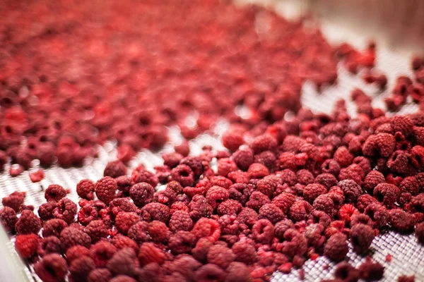 Frozen raspberry processing business