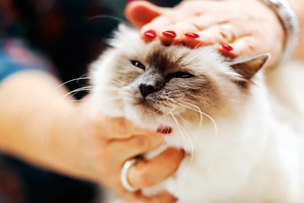 Cat at pet show