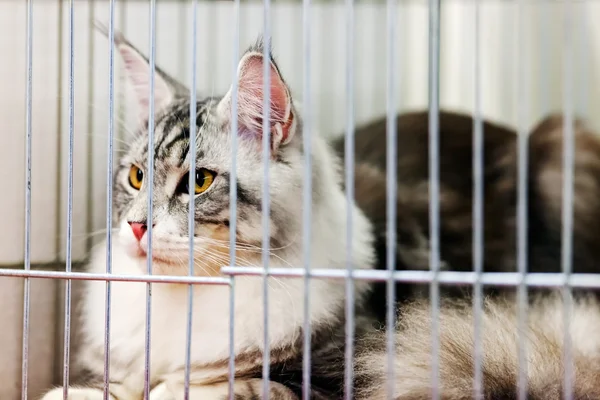 Cat at pet show