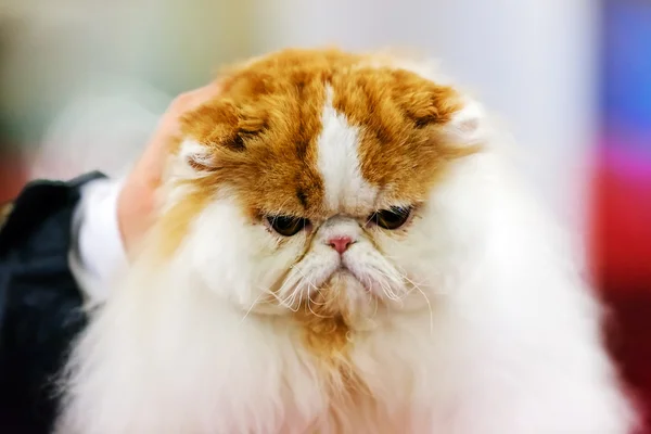 Cat at cat show