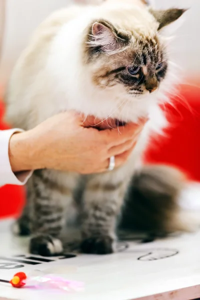 Cat at pet show