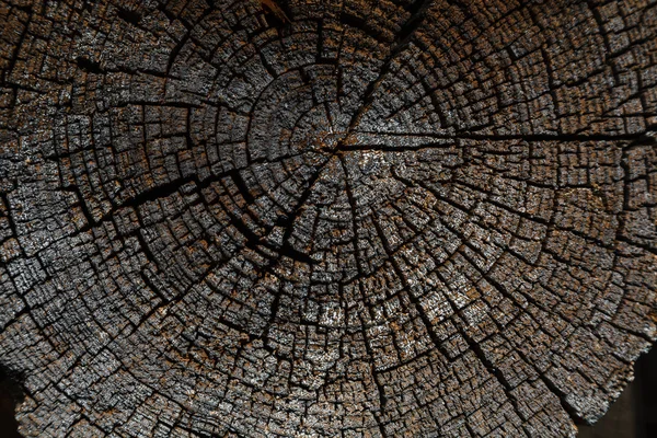 Tree rings old weathered wood texture with the cross section of