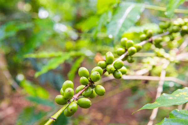 Coffee tree with ripe berries on farm, Bali island