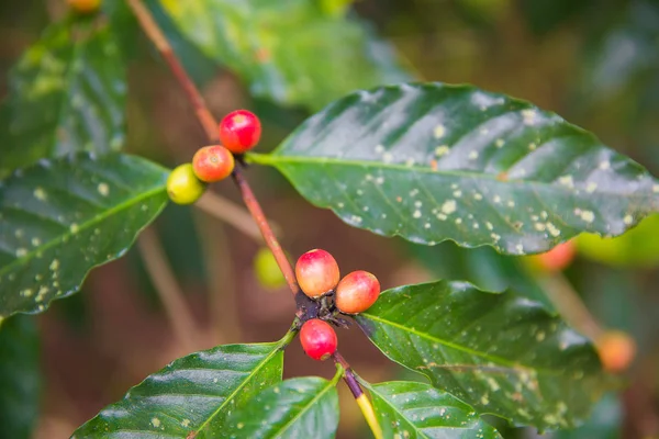 Coffee tree with ripe berries on farm, Bali island