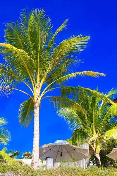 Palm trees and sun umbrellas on a tropical beach, the sky in the