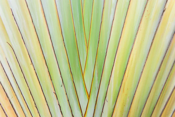 Texture of tree bark.