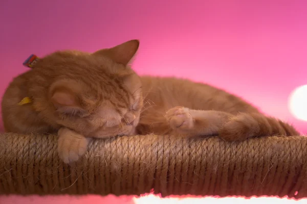 Peaceful orange red tabby cat male kitten curled up sleeping.