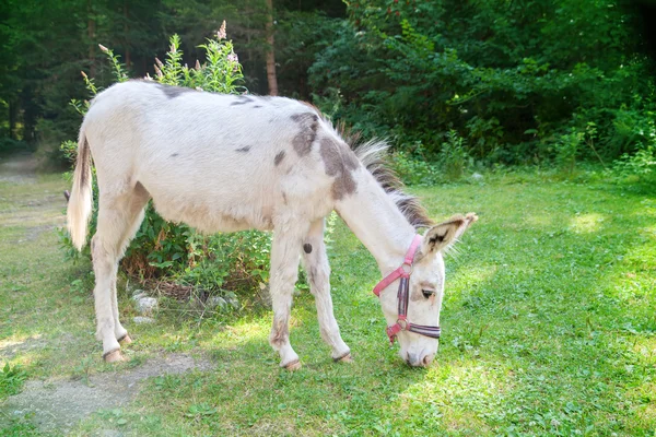 Cute white donkey