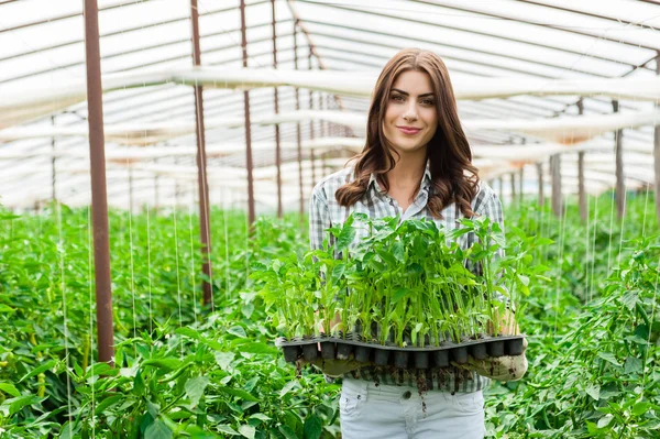 Agriculture farm woman worker in greenhouse.