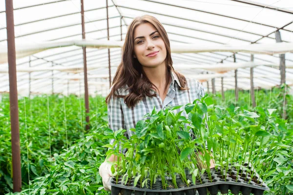 Agriculture farm woman worker in greenhouse.