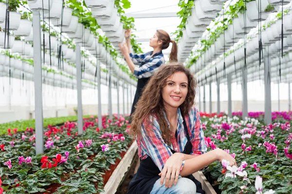 Florists women working with flowers in a greenhouse.