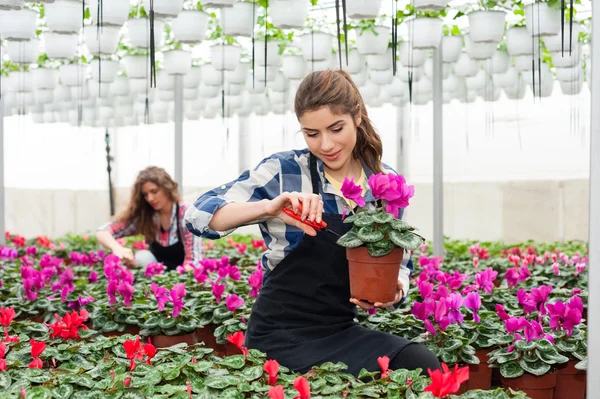 Florists women working with flowers in a greenhouse.