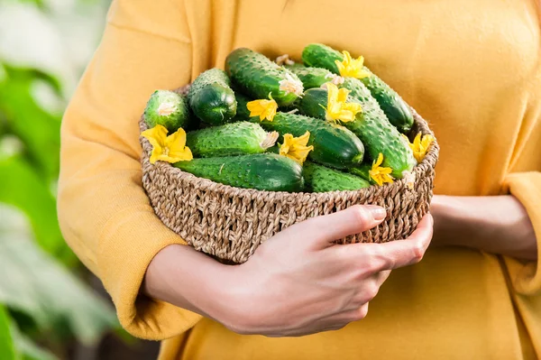 Basket with cucumbers close-up.