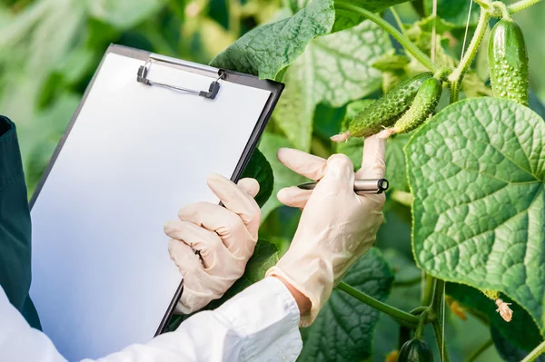 Biotechnology woman engineer with a clipboard and pen examining plant leafs for disease!