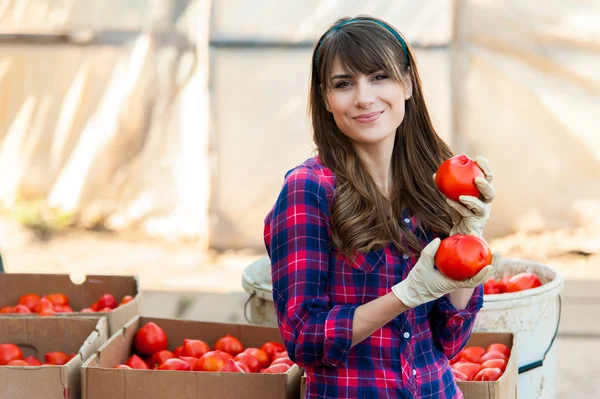 Holding tomatoes in hand and smiling.