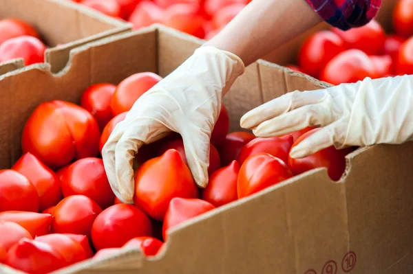 Farm worker hand with protection gloves placing tomatoes in box for sale