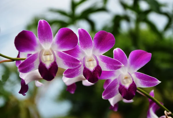 Violet thai orchids flowers