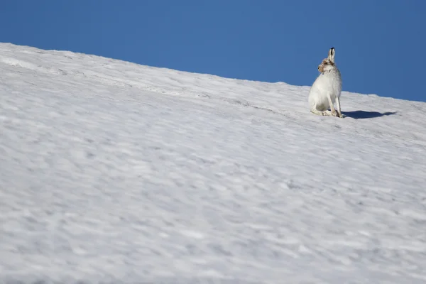 The mountain hare (Lepus timidus) on a Scottish Mountain on the snow.