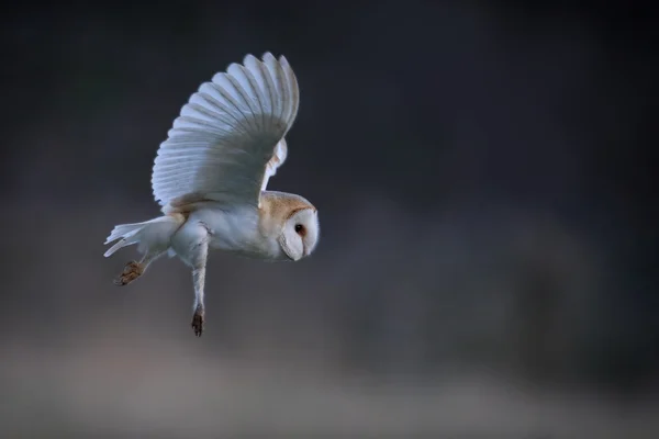 Wild Barn Owl (Tyto alba) in flight. Taken in the UK. Non Captive Bird.