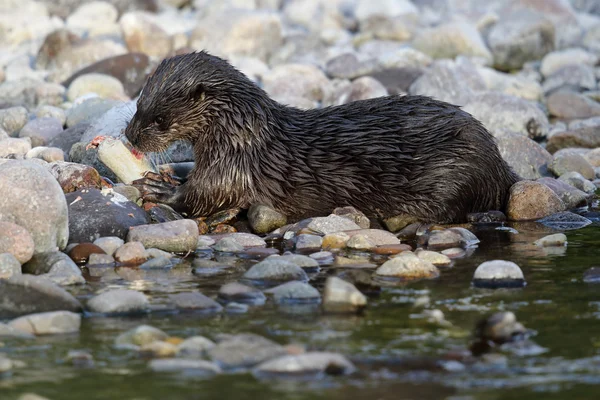 Wild European Otter portrait (Lutra lutra) by the riverside eating a Salmon. Taken in Scotland, UK.