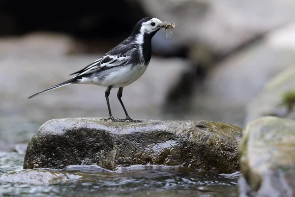 Pied Wagtail (Motacilla alba) stood on a rock by the river. Beak full of flies. Taken in Angus, Scotland.