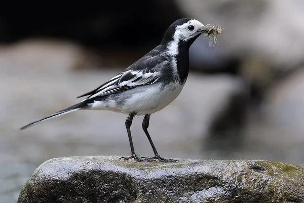 Pied Wagtail (Motacilla alba) stood on a rock by the river. Beak full of flies. Taken in Angus, Scotland.