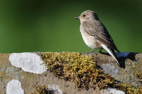 Wild Spotted Flycatcher (Muscicapa striata) perched on top of a roof apex. Image taken in Angus, Scotland, UK.