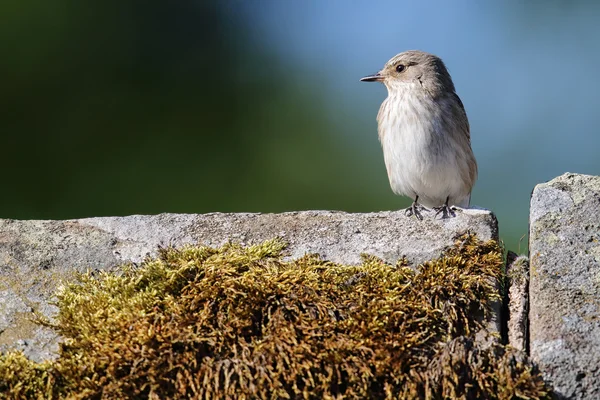 Wild Spotted Flycatcher (Muscicapa striata) perched on top of a roof apex. Image taken in Angus, Scotland, UK.