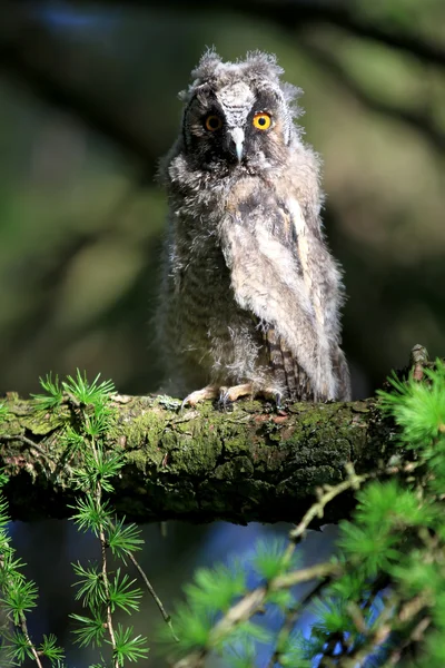 A Natural, Wild Long-eared Owlet (Asio otus) portrait. Sat in pine tree. Taken in the Angus Glens, Scotland, UK.