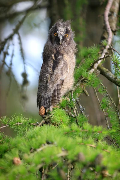 A Natural, Wild Long-eared Owlet (Asio otus) portrait. Sat in pine tree. Taken in the Angus Glens, Scotland, UK.