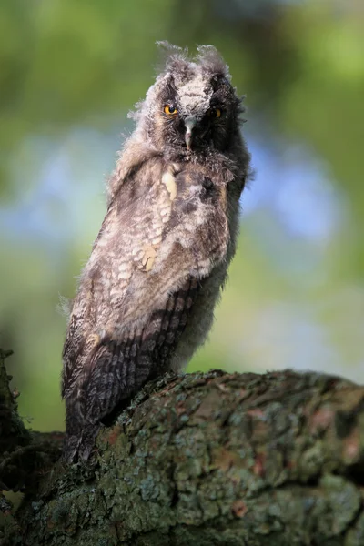 A Natural, Wild Long-eared Owlet (Asio otus) portrait. Sat in pine tree. Taken in the Angus Glens, Scotland, UK.