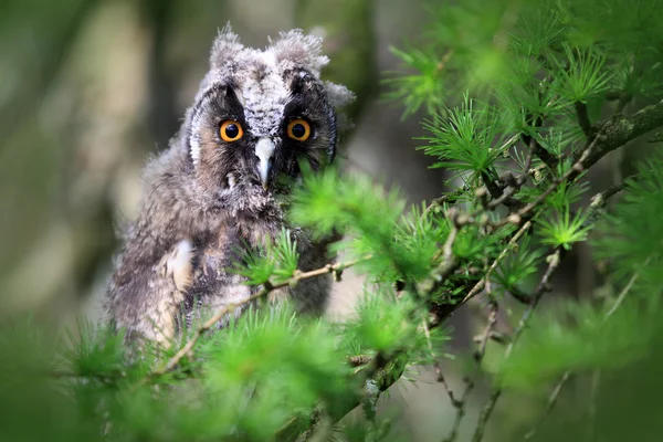 A Natural, Wild Long-eared Owlet (Asio otus) portrait. Sat in pine tree. Taken in the Angus Glens, Scotland, UK.