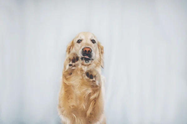 Golden Retriever dog shows trick on a white background